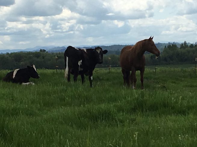 Ankeny Hill Farm photo 15