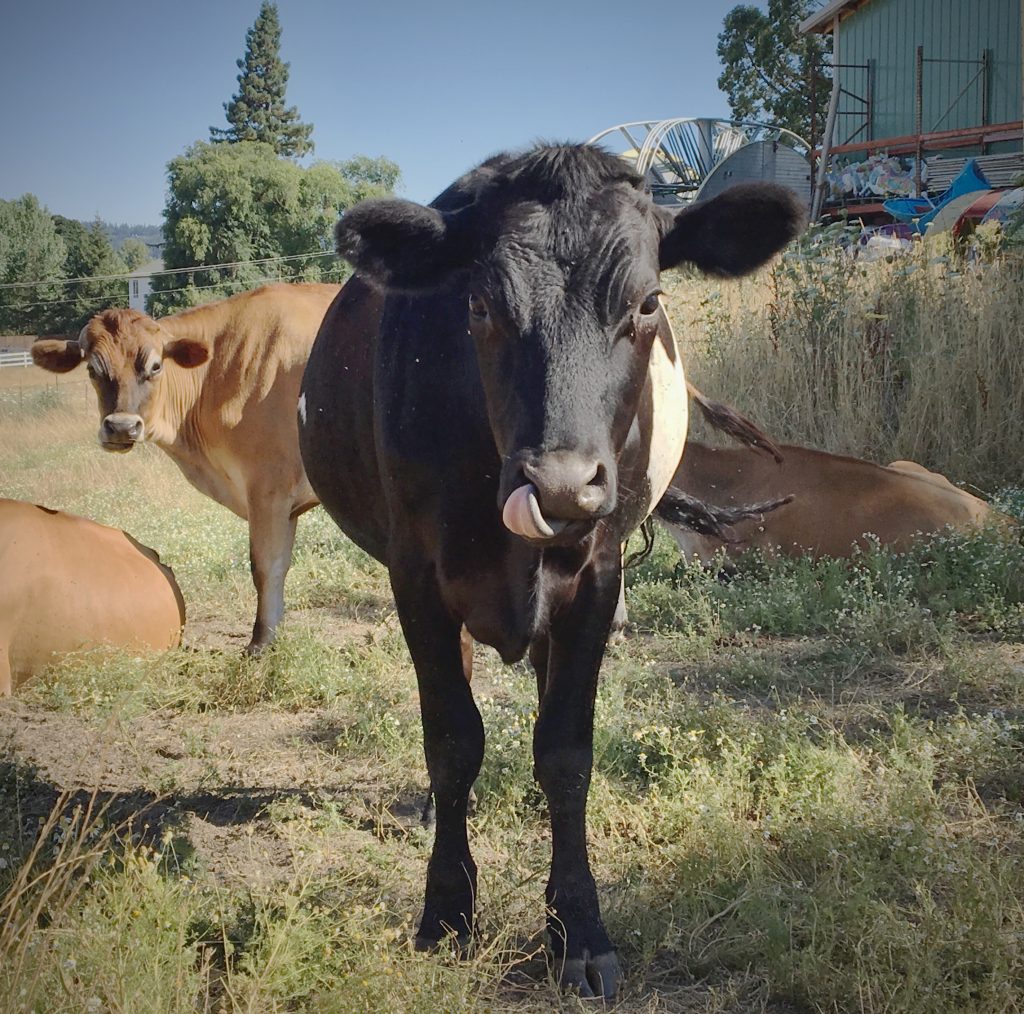 Grass Fed Beef Salem Oregon