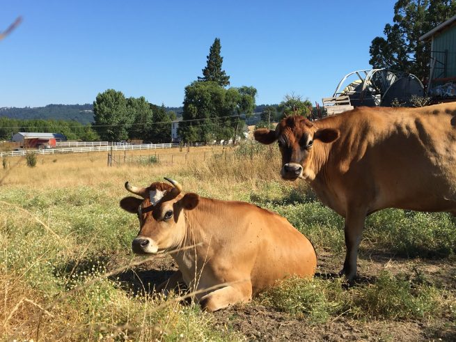 Ankeny Hill Farm photo 13